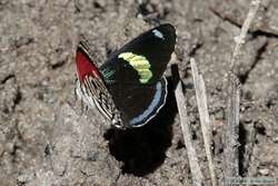 A butterfly at the saliero.