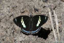 A butterfly at the saliero.