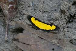 A butterfly at the saliero.