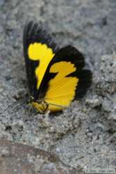 A butterfly at the saliero.