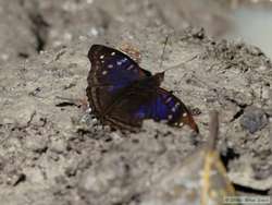 A butterfly at the saliero.