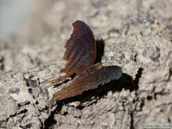 A butterfly at the saliero.