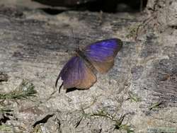 A butterfly at the saliero.