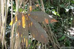 Light through the leaves.