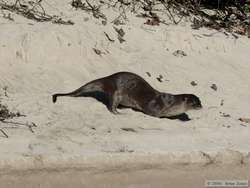 A Southern River Otter (Lutra longicaudis) rolling around in the sand to get the oil off its fur.