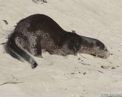 A Southern River Otter (Lutra longicaudis) rolling around in the sand to get the oil off its fur.