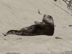 A Southern River Otter (Lutra longicaudis) finally notices us.