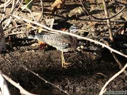 Sunbittern   (Eurypyga helias)