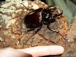 Huge rhinocerous beetle with my finger for scale.