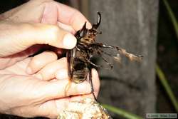 Huge rhinocerous beetle.