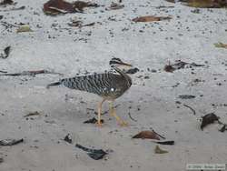 Sunbittern   (Eurypyga helias)