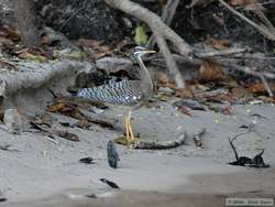 Sunbittern   (Eurypyga helias)