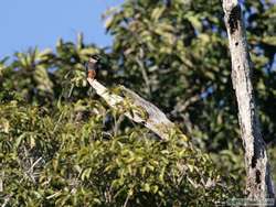 Bat Falcon   (Falco rufigularis)