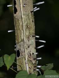 What I called the 'cigarette butt' tree.