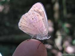 A cool irradescent butterfly on my finger.