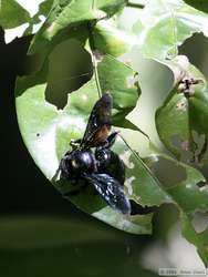 A really big translucent bee.