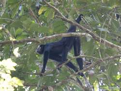 White-whiskered Spider Monkey   (Ateles marginatus)