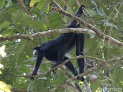 White-whiskered Spider Monkey   (Ateles marginatus)