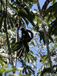 White-whiskered Spider Monkey   (Ateles marginatus)