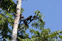 A White-whiskered Spider Monkey   (Ateles marginatus) preparing for launch.