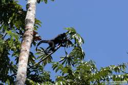 A White-whiskered Spider Monkey   (Ateles marginatus) preparing for launch.v