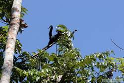 T minus 1 second, White-whiskered Spider Monkey   (Ateles marginatus)