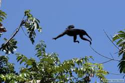 And we have lift off!  White-whiskered Spider Monkey   (Ateles marginatus)