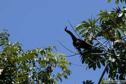 A White-whiskered Spider Monkey   (Ateles marginatus) landing.