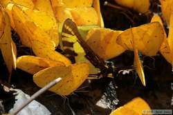 Butterflies on a salt-lick.