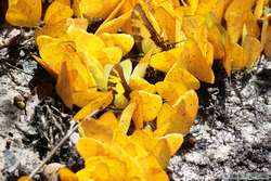 Butterflies on a salt-lick.