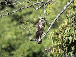 Juvenile Great Black-Hawk   (Buteogallus urubitinga)