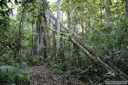 Huge buttress on a tree.