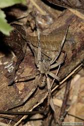 A spider I spotlighted on the hike back to the lodge.