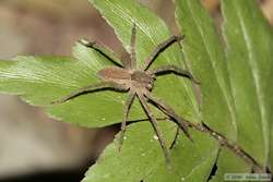 A spider I spotlighted on the hike back to the lodge.