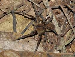 A spider I spotlighted on the hike back to the lodge.