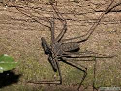 A whipless scorpion on the hike back to the lodge.