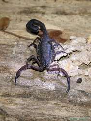 A scorpion on the hike back to the lodge.