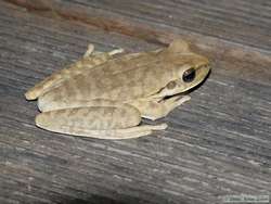 Flat-headed Bromeliad Tree Frog? (Osteocephalus planiceps)