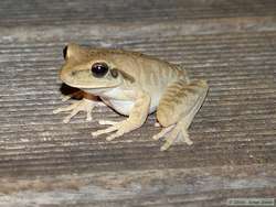 Flat-headed Bromeliad Tree Frog? (Osteocephalus planiceps)