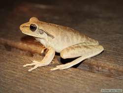 Flat-headed Bromeliad Tree Frog? (Osteocephalus planiceps)