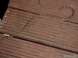 Amazonian Tree Boa? (Corallus hortulanus)