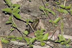 Amazon River Frog (Rana palmipes)