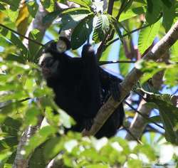 White-whiskered Spider Monkey   (Ateles marginatus )