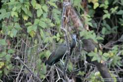 Green Ibis   (Mesembrinibis cayennensis)