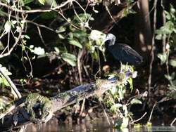 Green Ibis   (Mesembrinibis cayennensis)