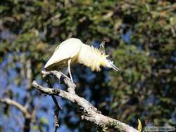 Capped Heron   (Pilherodius pileatus)