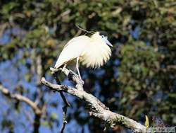 Capped Heron   (Pilherodius pileatus)