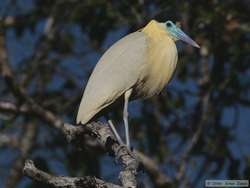 Capped Heron   (Pilherodius pileatus)