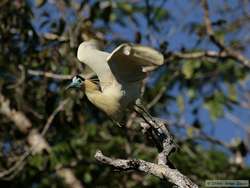 Capped Heron   (Pilherodius pileatus) taking flight.