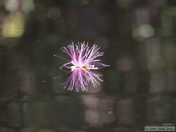 A flower floating on Rio Cristalino.